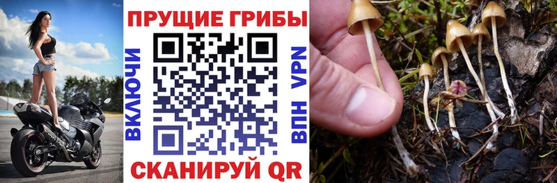 Псилоцибиновые грибы мухоморы магазин наркотиков Сланцы